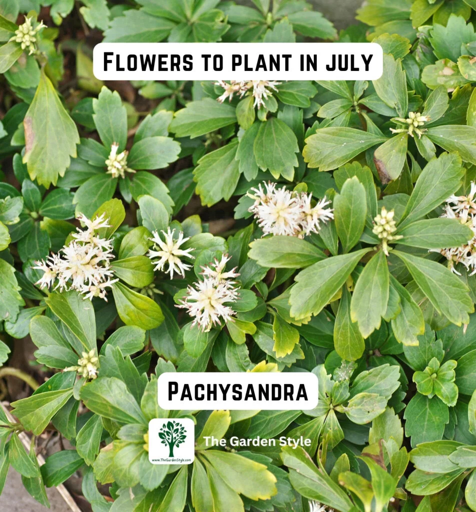 pachysandra flowers are great to plant in July
