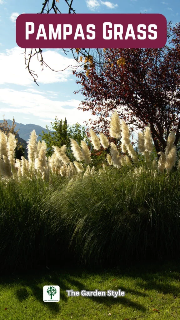 ornamental pampas grass for landscaping