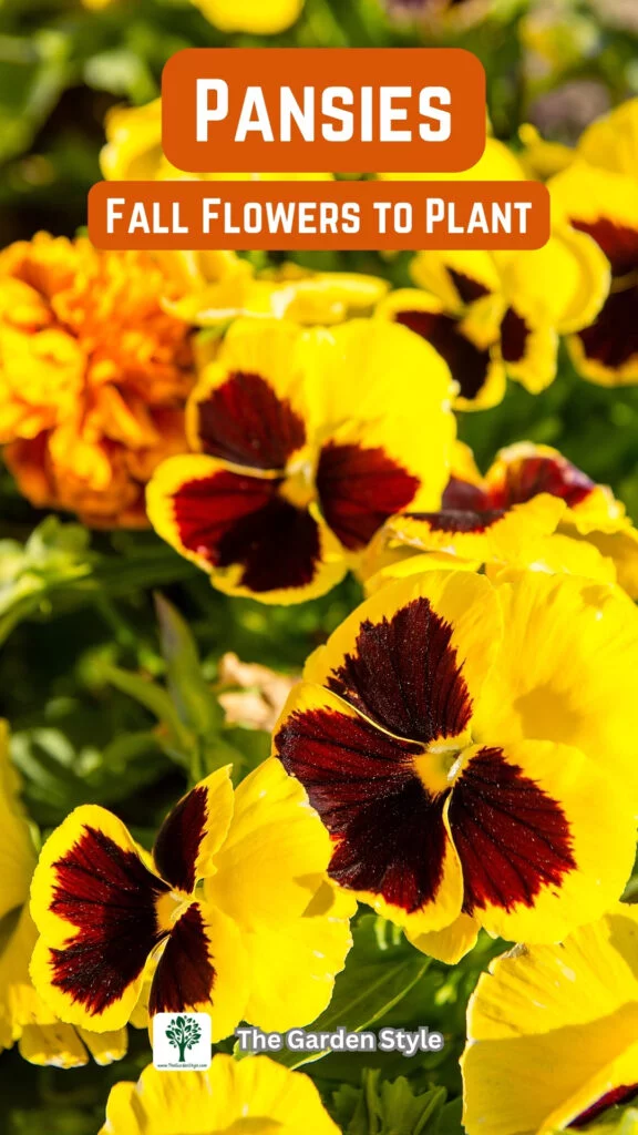 pansies fall flowers to plant