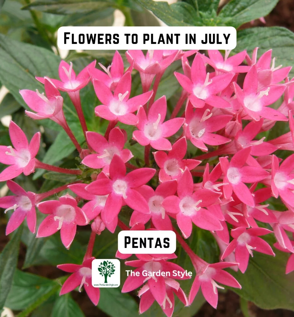 pentas flowers are great to plant in July