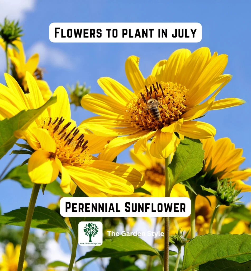 consider planting perennial sunflower in July