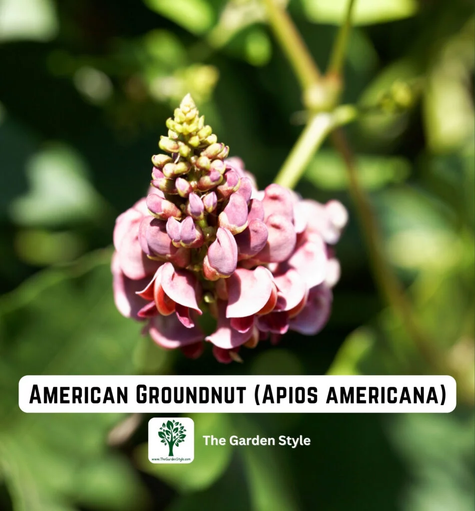 perennial vegetable american groundnut