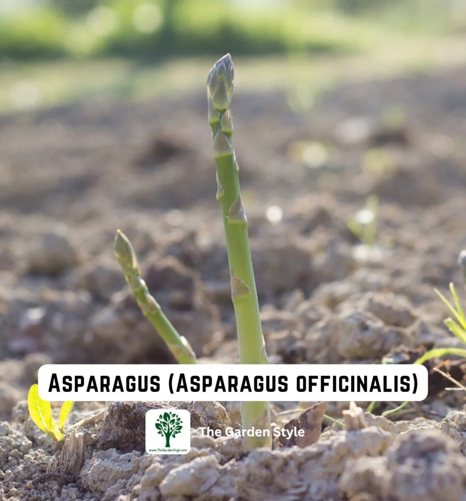 perennial vegetable asparagus