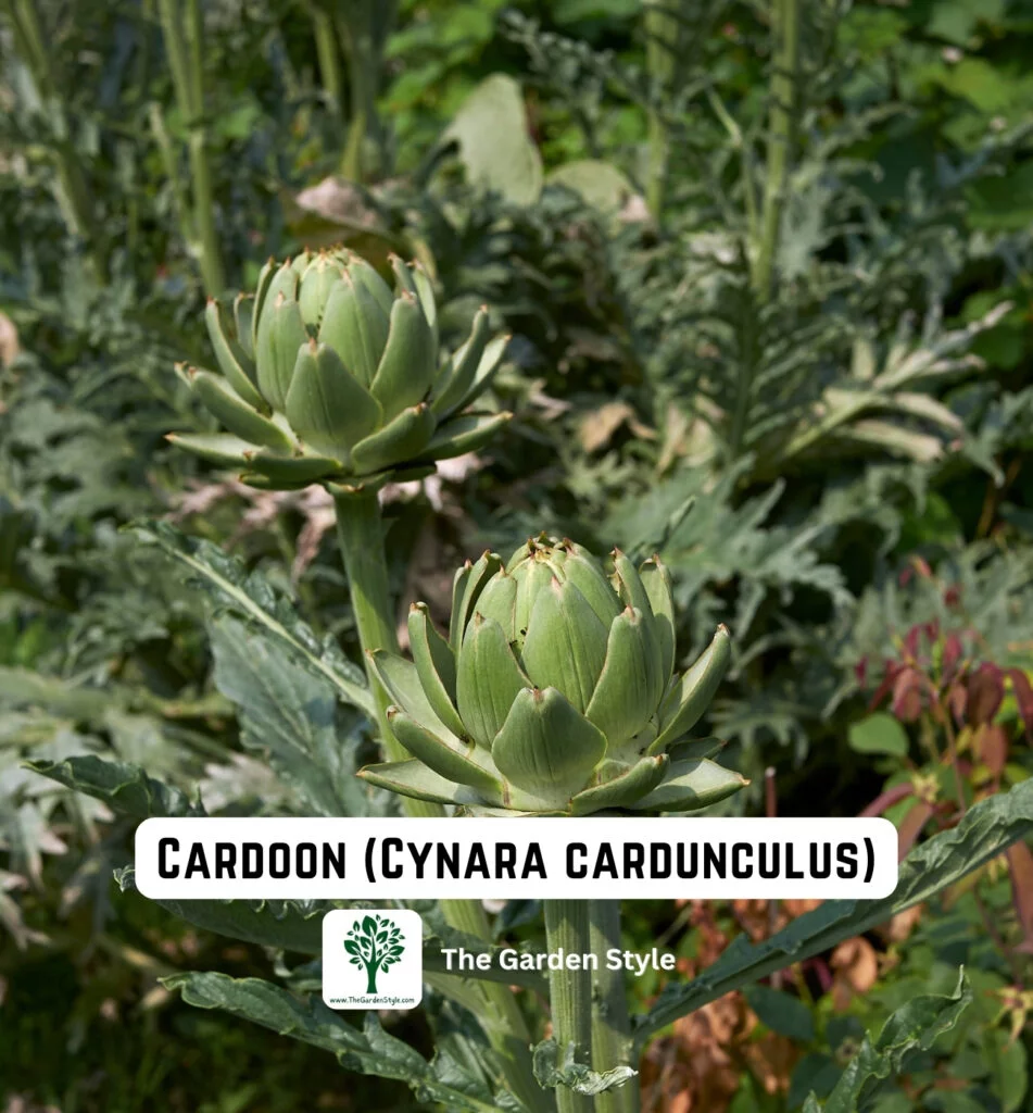 perennial vegetable cardoon