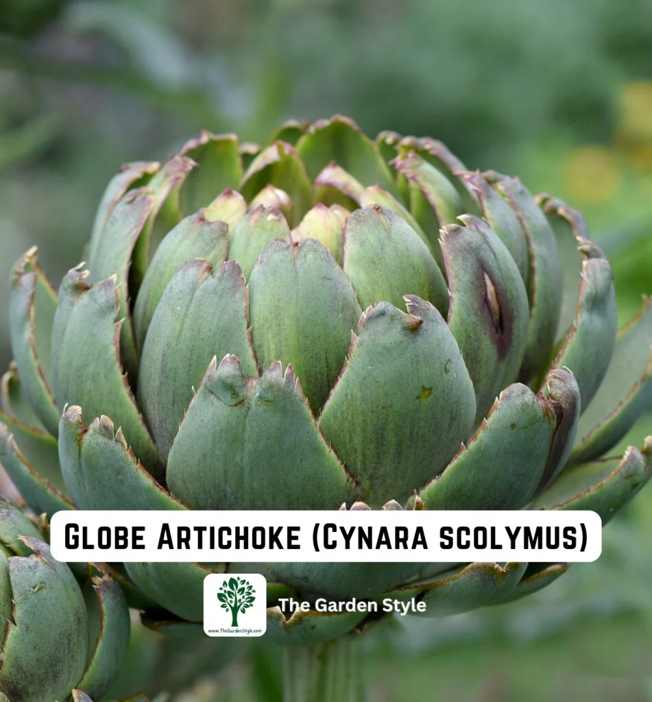perennial vegetable globe artichoke