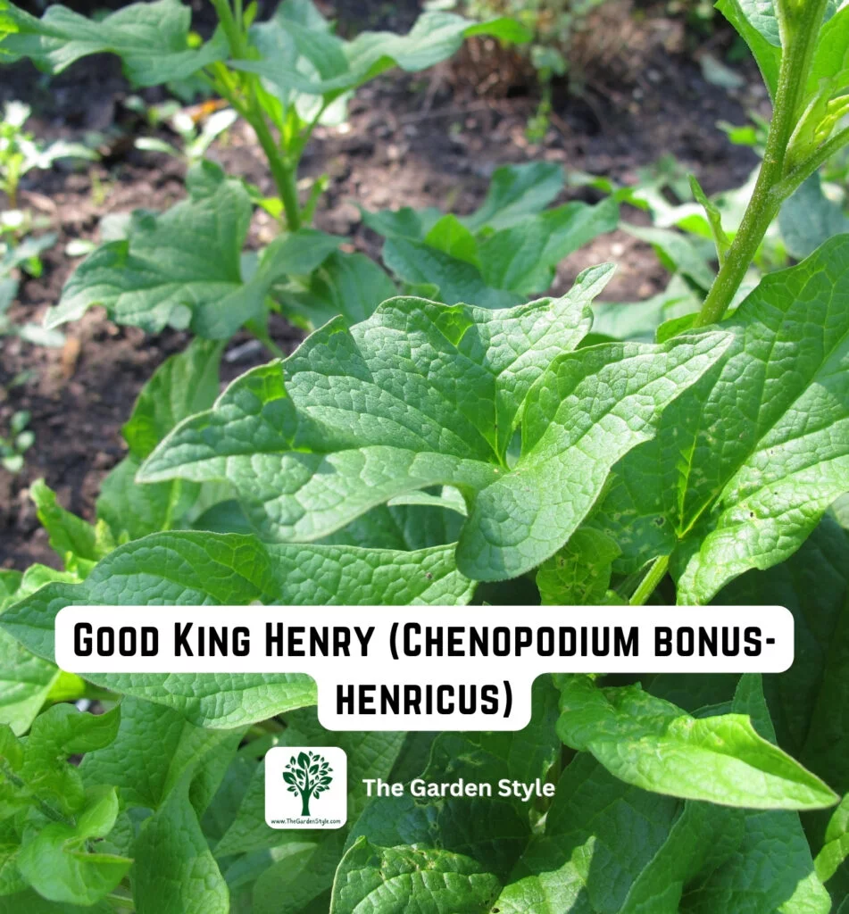 perennial vegetable good king henry