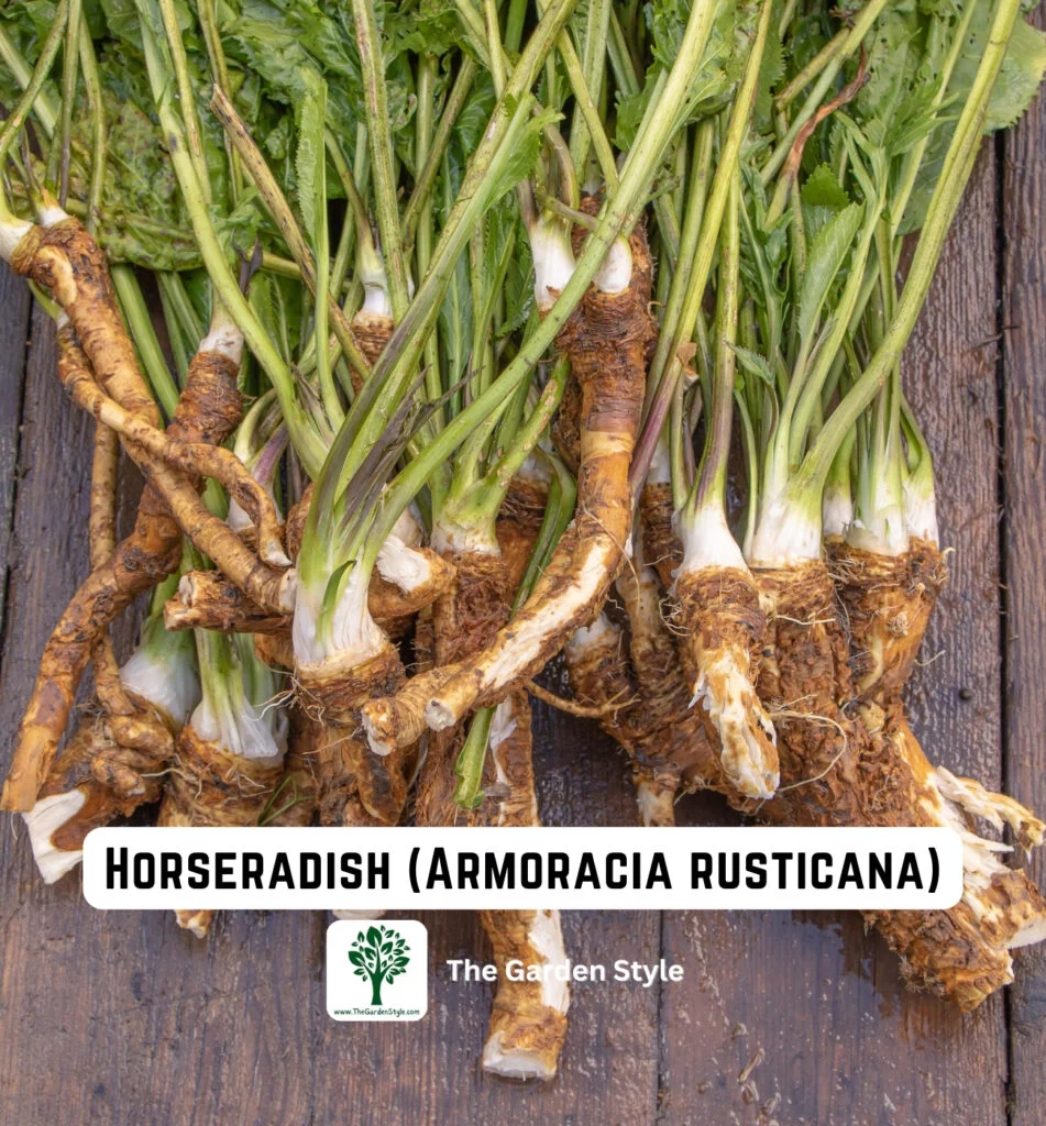 perennial vegetable horseradish