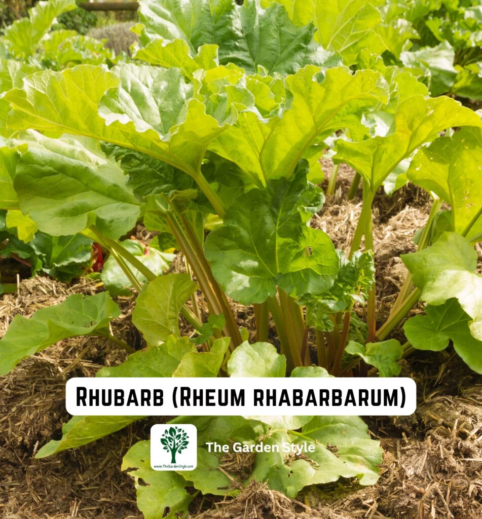 perennial vegetable rhubarb