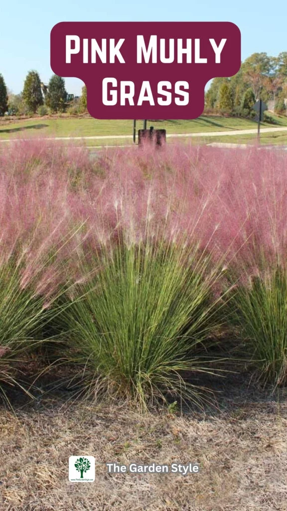 ornamental pink muhly grass