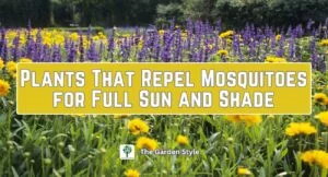 plants that repel mosquitoes for full sun and shade