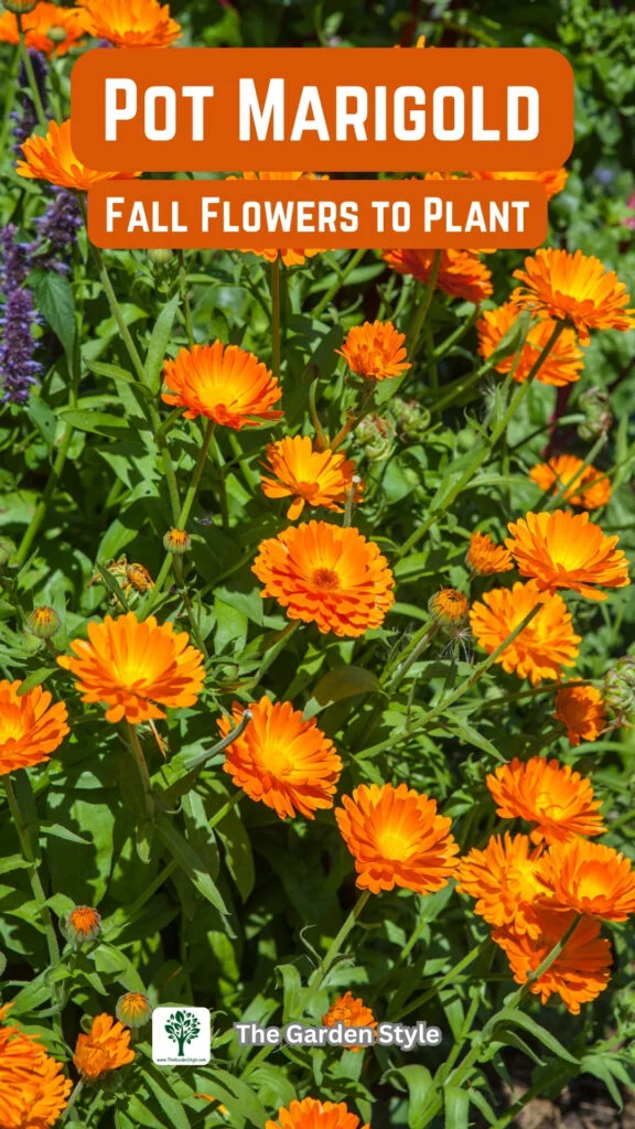 pot marigold fall flowers to plant