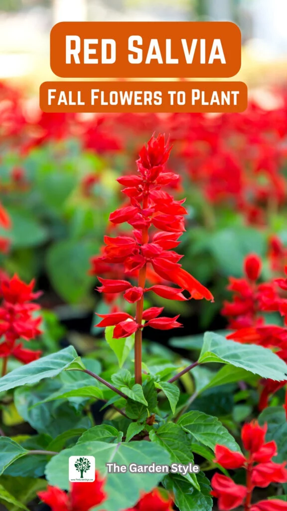 red salvia fall flowers to plant