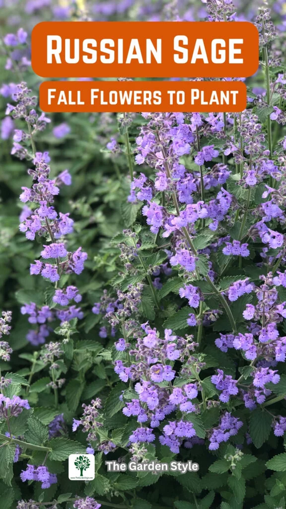 russian sage fall flowers to plant
