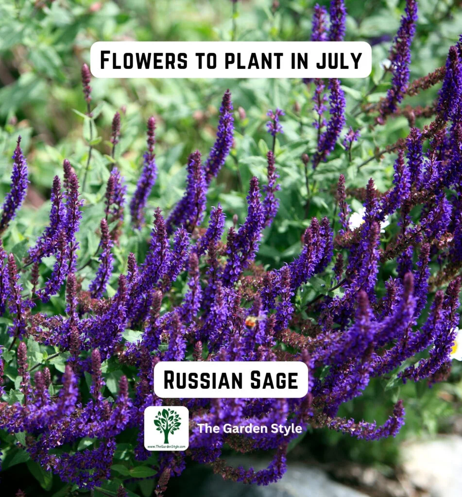consider planting russian sage flowers in July