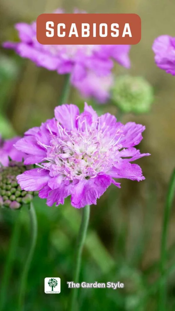 scabiosa cut and come again flower
