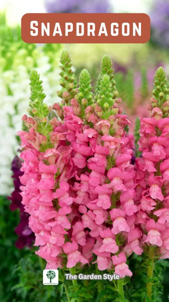 snapdragon cut and come again flowers