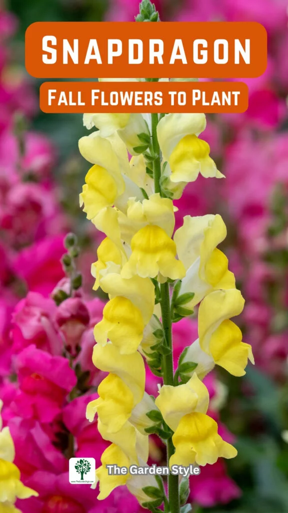snapdragon fall flowers to plant