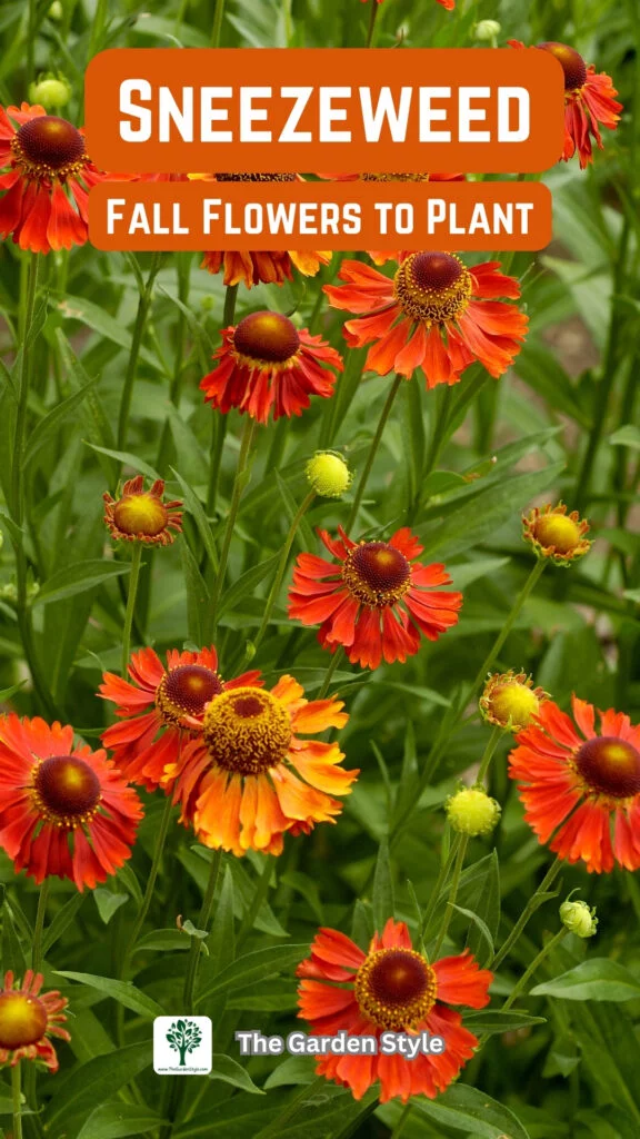 sneezeweed fall flowers to plant