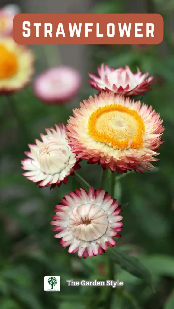 strawflower cut and come again flowers