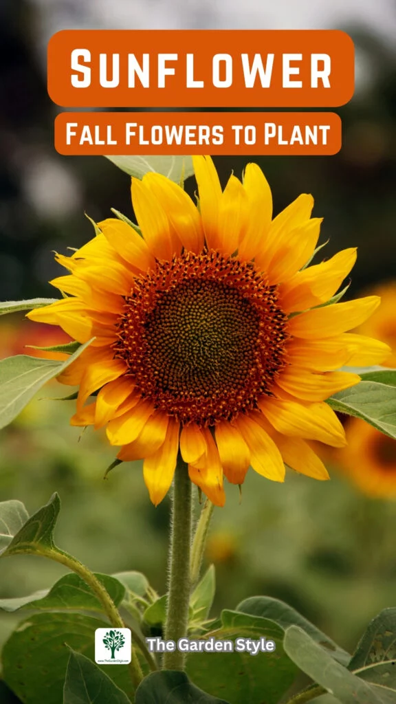 sunflower fall flowers to plant