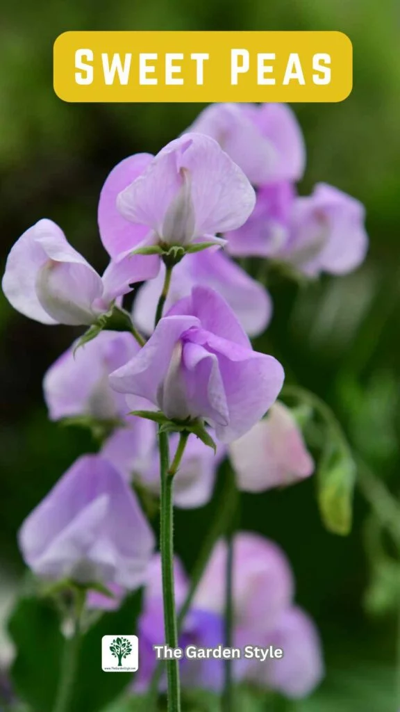 sweet peas cut and come again flower