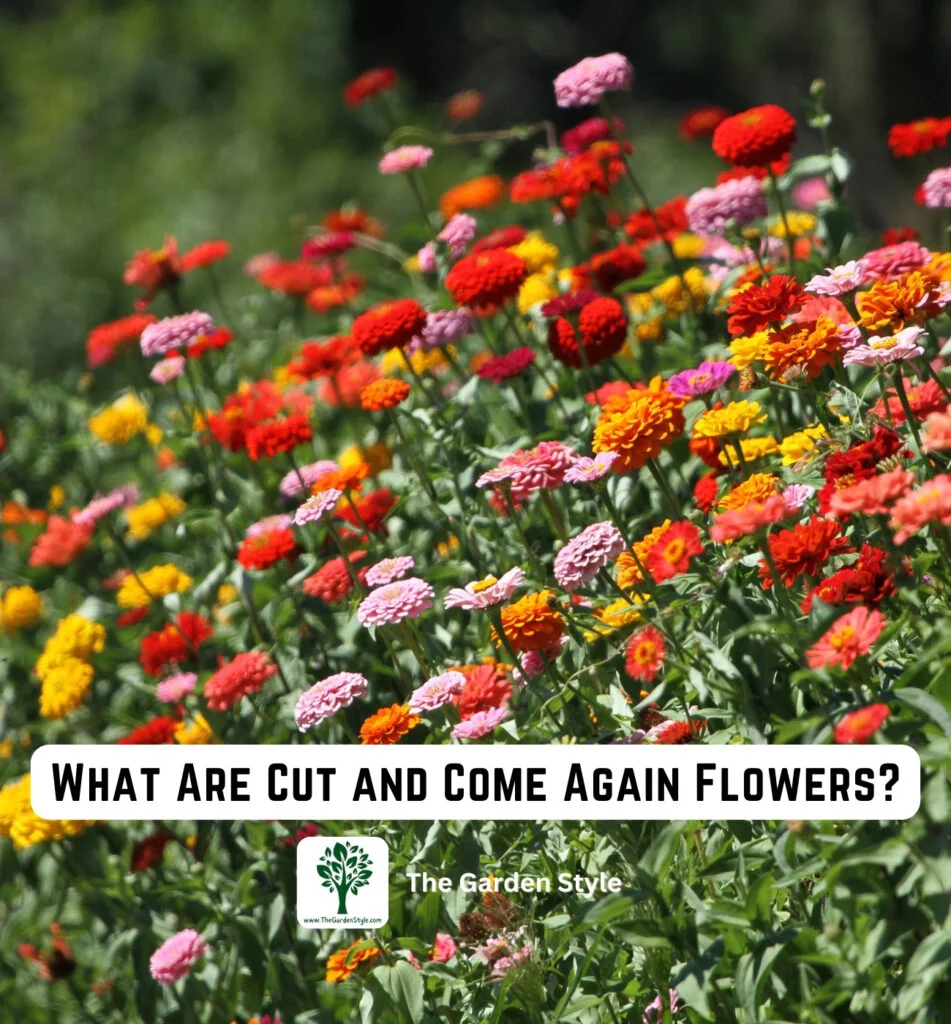 what are cut and come again flowers