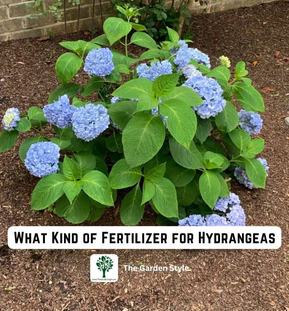 what kind of fertilizer for hydrangeas