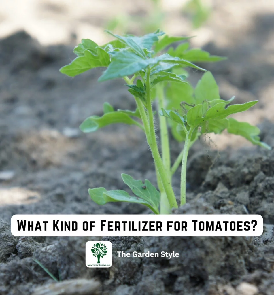 what kind of fertilizer for tomatoes