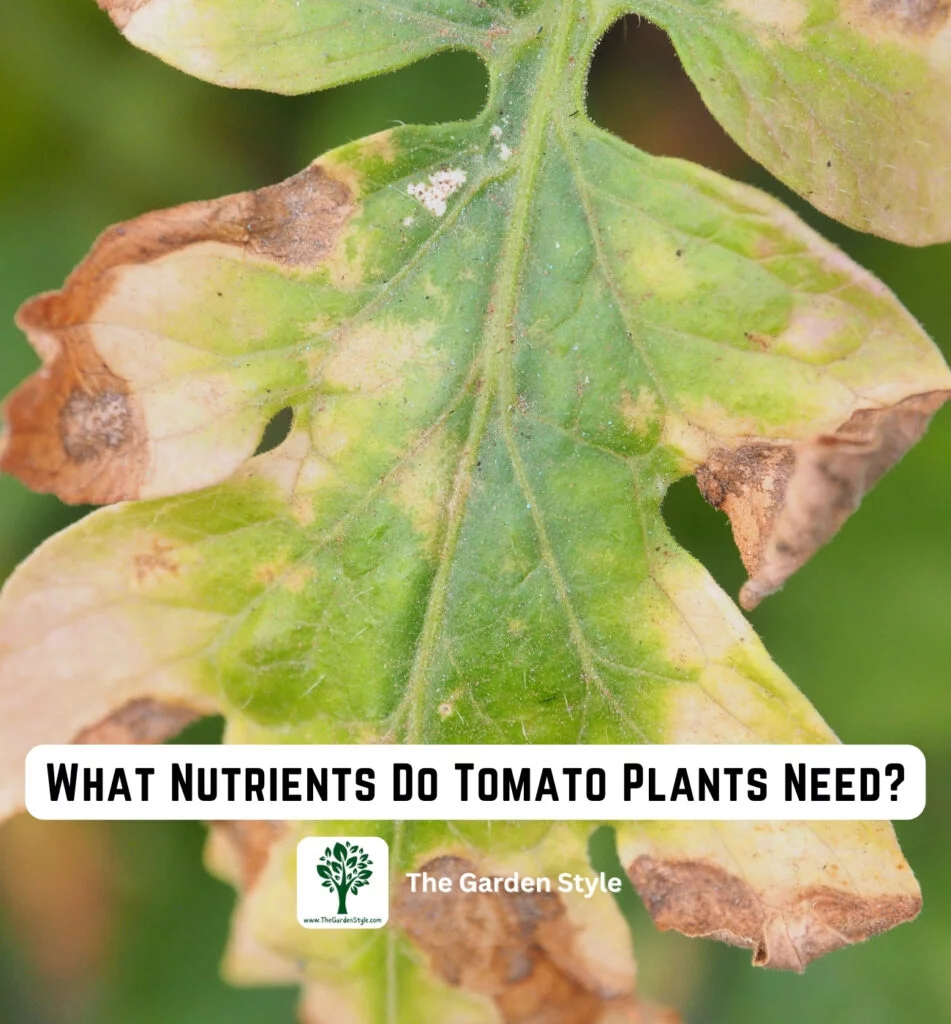what nutrients do tomato plants need