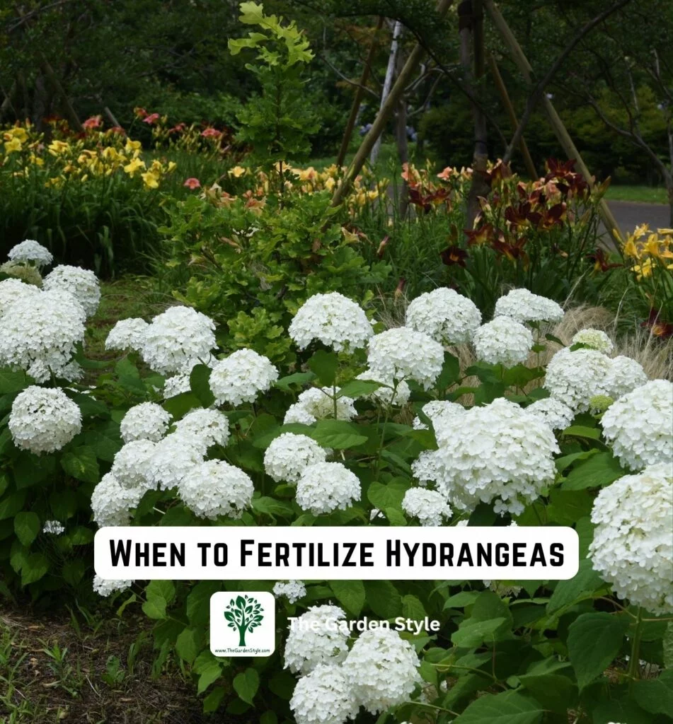 when to fertilize hydrangeas