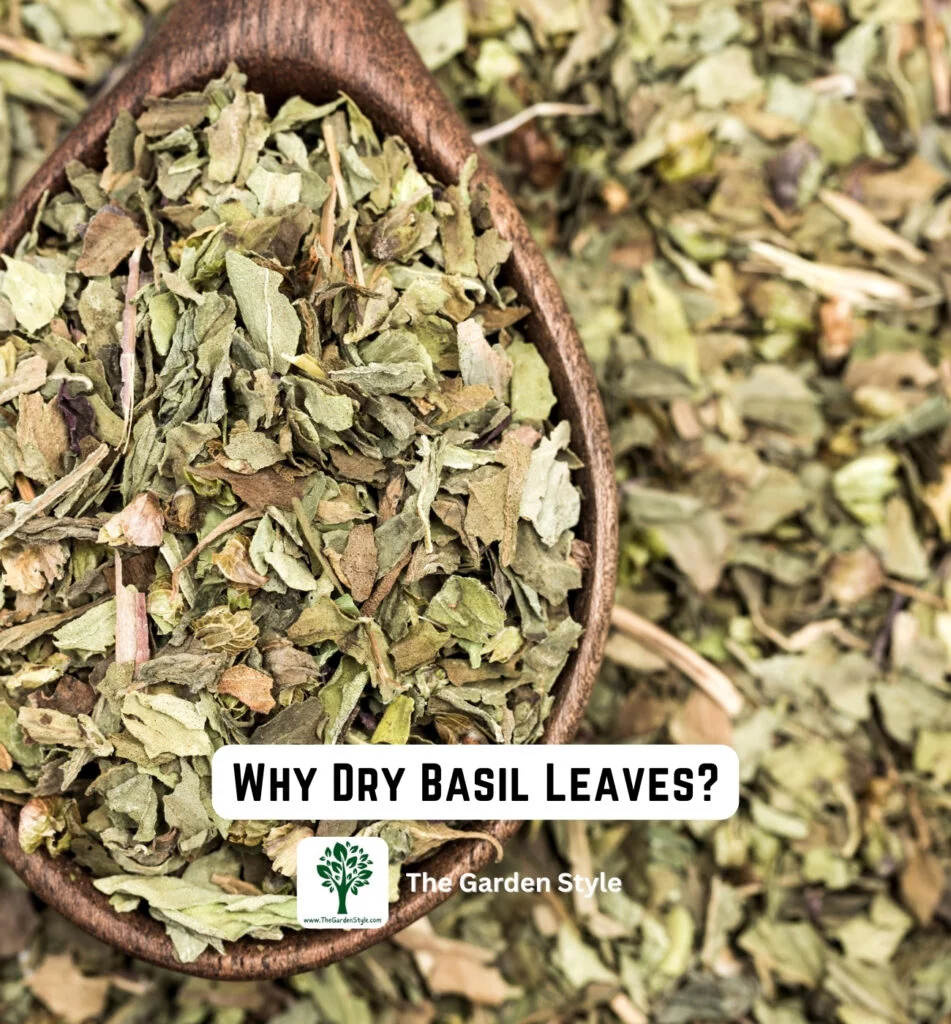 why dry basil leaves