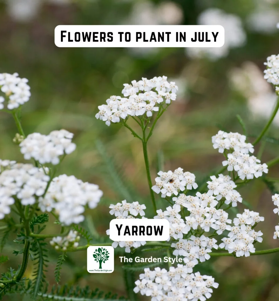 consider planting yarrow flowers in July