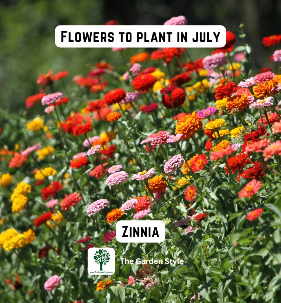 consider planting zinnia flowers in July