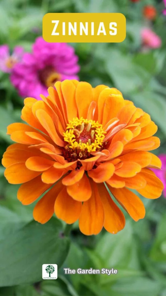 zinnias cut and come again flower