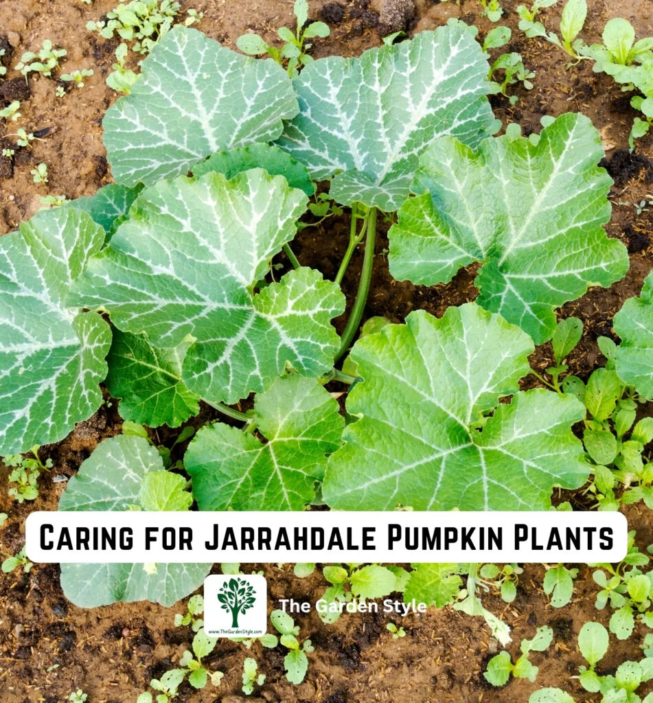 caring for jarrahdale pumpkin plants
