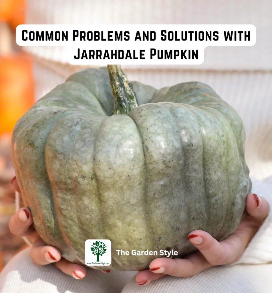 common problems and solutions with jarrahdale pumpkin