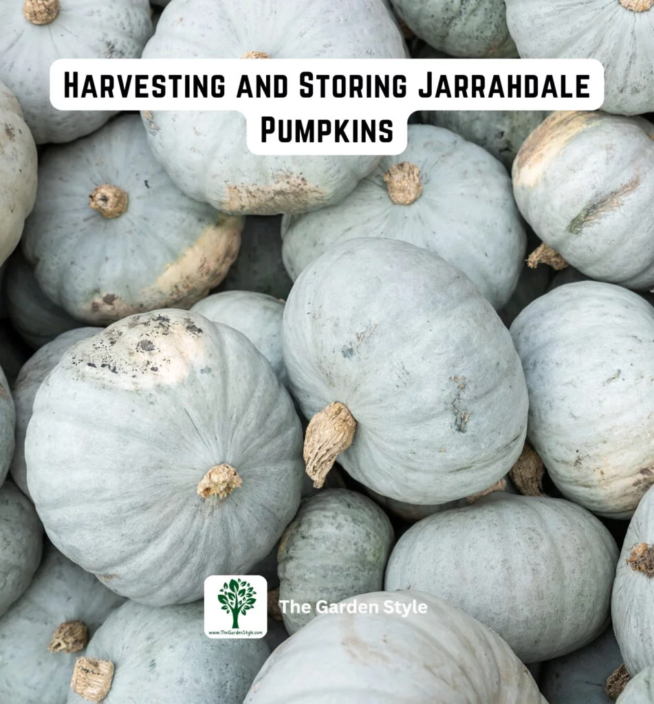 harvesting and storing jarrahdale pumpkins
