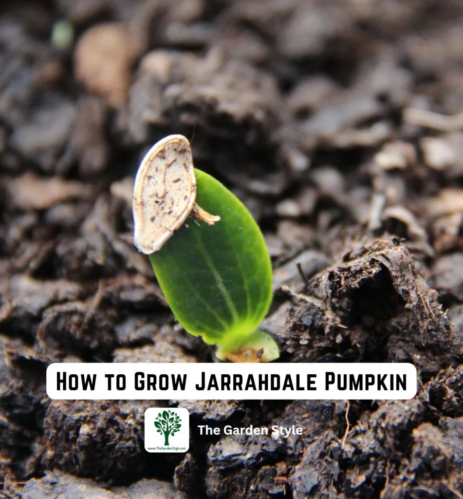 how to grow jarrahdale pumpkin